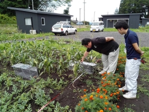 shokugai shokugai