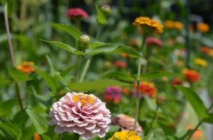DSC_9688 DSC_9688
