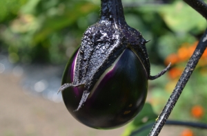 DSC_9689 DSC_9689