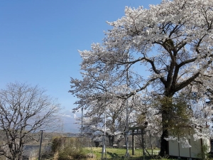 春② 春②