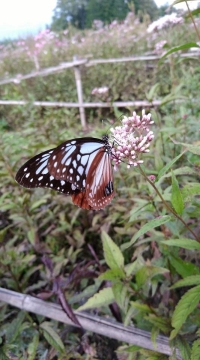 初秋② 初秋②
