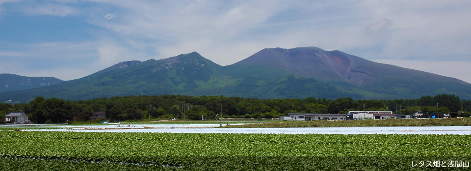 レタス畑と浅間山