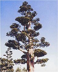 イチイの大木写真